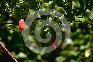 Coccinia grandis, the ivy gourd with fruits and leaves