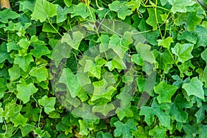 Coccinia grandis plant