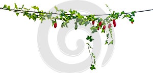 Coccinia grandis, Vine plant ivy isolated on white background. Clipping path