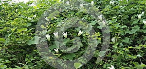 Coccinia grandis white flower tropical usefull flower