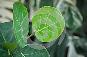 Coccoloba uvifera ,Sea grape or POLYGONACEAE