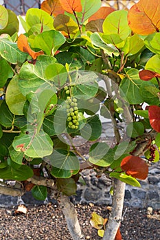 Coccoloba uvifera seagrape baygrape grown in Tenerife, Spain