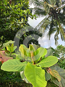 Cocconut tree tropic food branch fruit  sky green blue rain