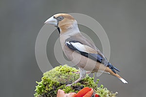 Coccothraustes coccothraustes