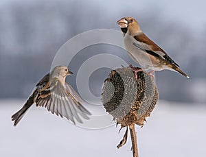 Coccothraustes coccothraustes