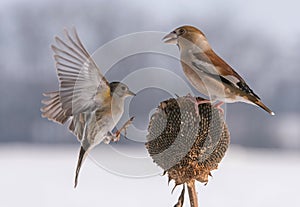 Coccothraustes coccothraustes