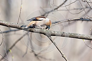 Coccothraustes coccothraustes, Hawfinch.