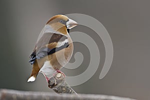 Coccothraustes coccothraustes, hawfinch perched on a branch, Vosges, France