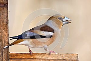 Coccothraustes coccothraustes, Hawfinch, sitting on a tree stump. Wildlife.