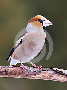 Coccothraustes coccothraustes, Hawfinch, sitting on a tree stump. Wildlife.