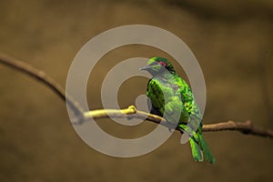 Coccycolius iris portrait in nature park