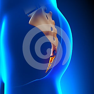 Coccyx Bone Anatomy photo