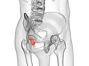 The coccyx photo