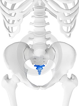 The coccyx