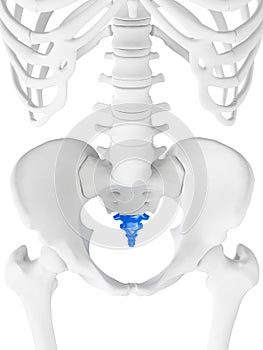 The coccyx photo