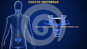 What is the function of coccyx vertebrae photo