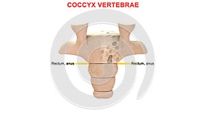 What is the function of coccyx vertebrae photo
