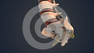 Coccyx and sacrum of the human spine with nerve