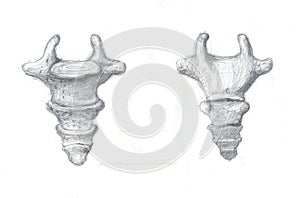 Coccyx vertebra