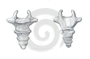 Coccyx vertebra photo