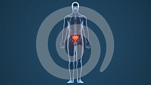 3d illustration of Sacrum Coccyx Bone with highlighted zone - pain concept