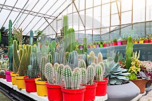 Cochal cactus Myrtillocactus, stetsonia, cereus, cleistocactus a variety of farm grown in greenhouses industrial. Business for