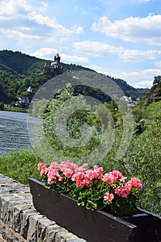 Cochem, Germany - 07 13 2020: red flowers in Sehl, Cochem with the Reichsburg down the river