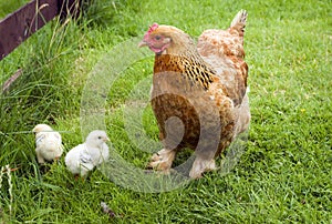 Cochin Chicken Hen