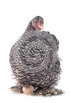 Cochin chicken in studio photo