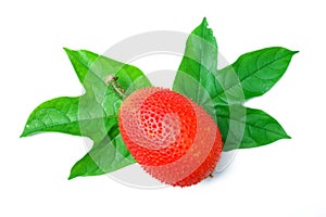 cochinchin gourd fruit