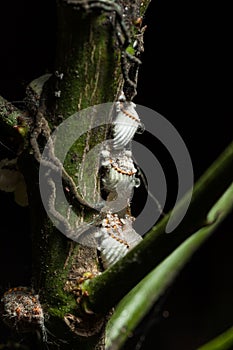 Cochineal