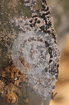 Cochineal beetles on a cactus leave