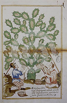 Cochineal Collecting from the host plant, a prickly pear, 1620