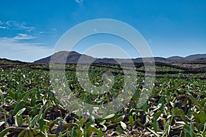 Cochineal crop plantation in Mala, Lanzarote island, Canary Islands