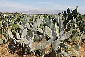 The cochineal `farm` on cacti field 1