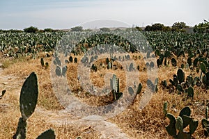 The cochineal `farm` on cacti field 2