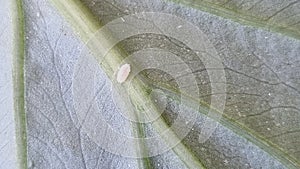 Cochineal insect on the lower abaxial face sides of leaves of an anthurium plant.