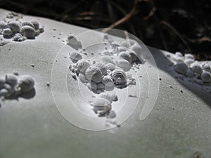 Cochineal insects on cactus leaf