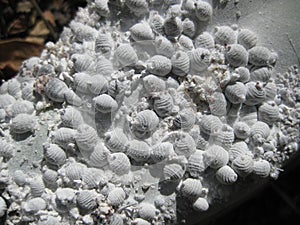 Cochineal insects on cactus leaf photo