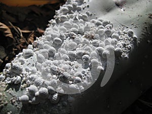 Cochineal insects on cactus leaf photo