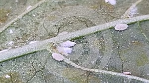 Cochineal insects on the lower abaxial face sides of leaves of an eggplant plant.