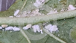 Cochineal insects on the lower abaxial face sides of leaves of an eggplant plant.