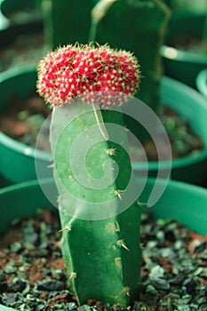 Cochineal Napal Cactus a species of prickly pears