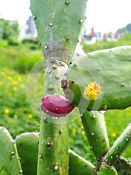 Cochineal Nopal Cactus (Nopalea Cochenillifera) Plant photo