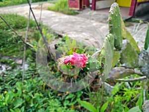 Cochineal Nopal Cactus with Pink Flower photo