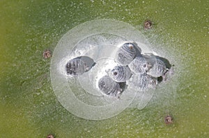 Cochineals Dactylopius coccus females on a barbary fig Opuntia maxima.