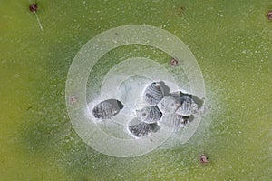 Cochineals Dactylopius coccus females on a barbary fig Opuntia maxima. photo