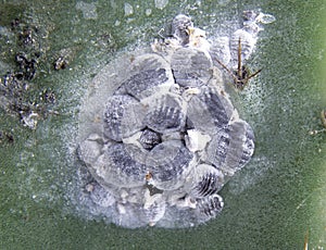 Cochineals (Dactylopius coccus) on Opuntia cactus