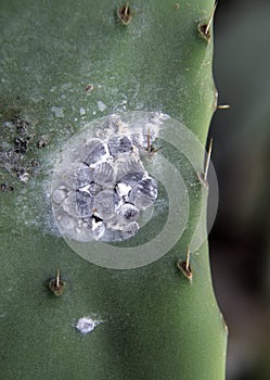 Cochineals (Dactylopius coccus) on Opuntia cactus photo