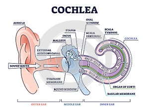 Cochlea ear anatomical structure with organ parts description outline diagram